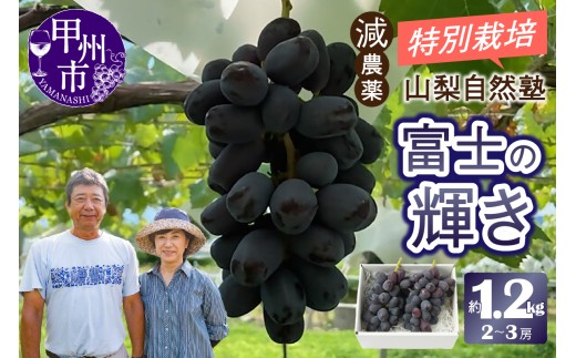 減農薬「特別栽培」やまなし自然塾の甲州市産富士の輝き約1.2kg（2～3房）【2026年発送】（YSGK）C5-161 【富士の輝き ぶどう 葡萄 ブドウ 令和8年発送 期間限定 山梨県産 甲州市 フルーツ 果物】