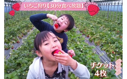 【磯山観光いちご園】いちご狩り30分食べ放題チケット4枚 いちご 苺 イチゴ 体験チケット いちご狩り 果物狩り 体験 イベント 千葉県 東庄町