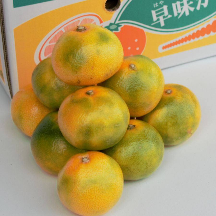 ＜岩田屋本店･南国フルーツ＞福岡県産早みかん4kg
