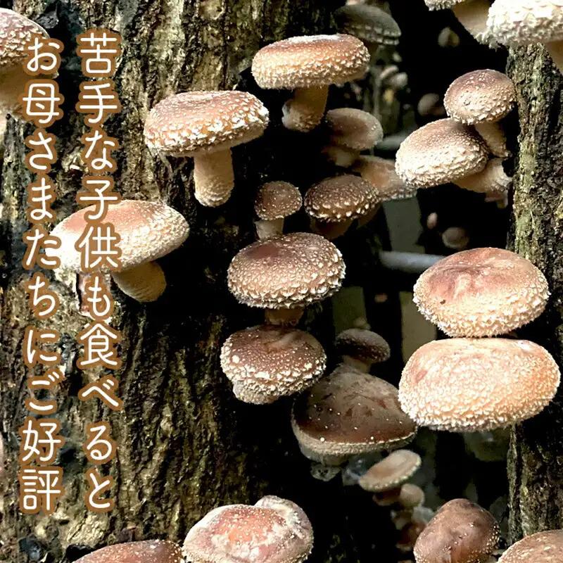 小田原の里山で湧水を贅沢に使って育てた原木生椎茸(300g×2パック)【野菜 きのこ キノコ 茸 シイタケ しいたけ 贈答用 ご家庭で 原木栽培 おすそ分け 神奈川県 小田原市 シイタケ】