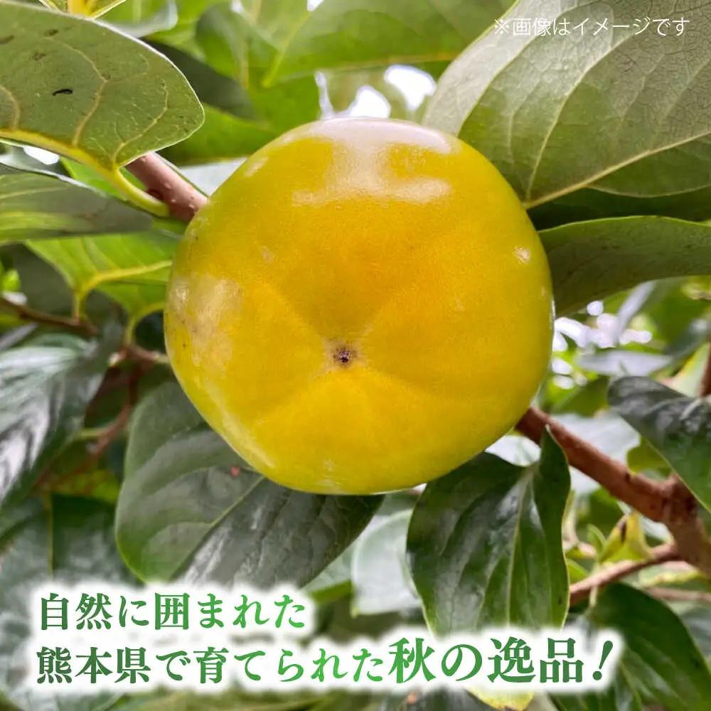 【先行予約】太秋柿 約3kg 柿 カキ フルーツ 果物 秋 【日本フルーツ株式会社】 [ZFJ020]