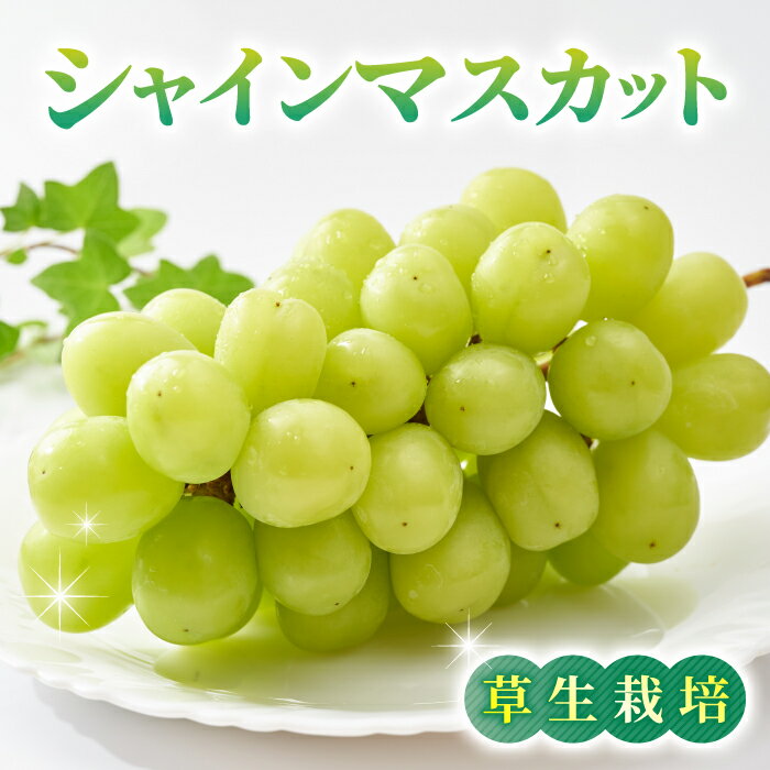 【ふるさと納税】シャインマスカット ご贈答品（月曜、火曜、金曜発送限定）