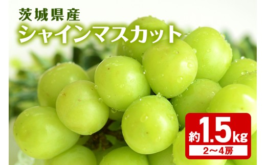 シャインマスカット約1.5kg 2～4房 マスカット ぶどう ブドウ 国産 果物 くだもの 葡萄 甘い フルーツ 9月 10月 発送 秋 旬 品種 茨城県産 産地直送 産直 農家直送 冷蔵 茨城県 石岡市 (A03-007)