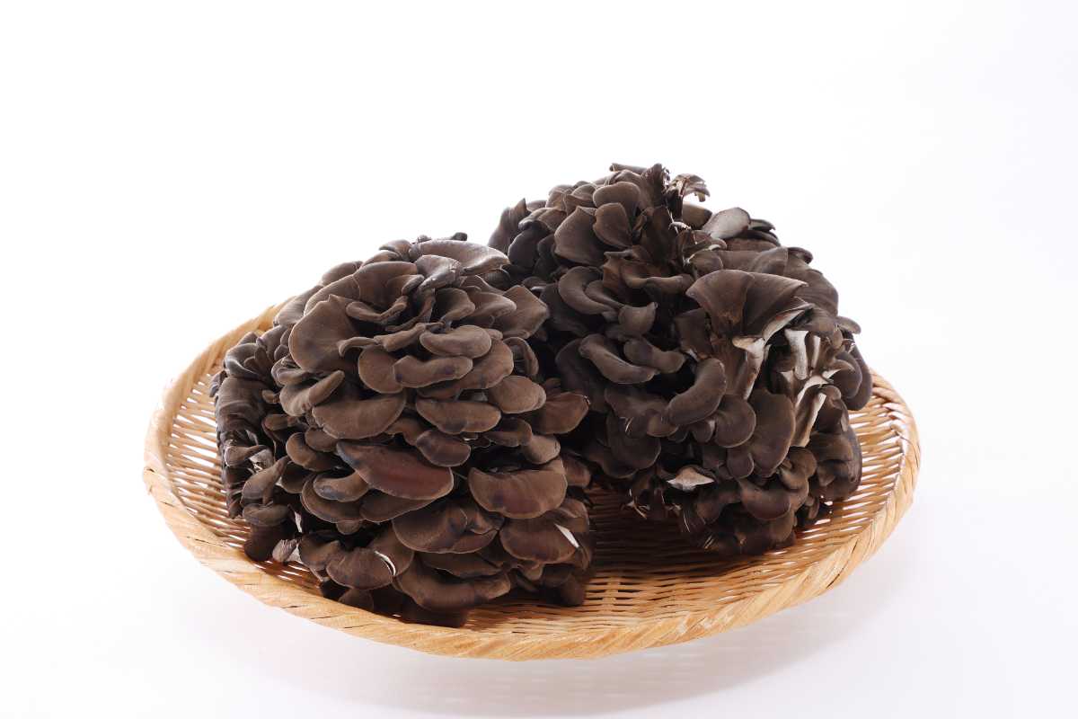【ふるさと納税】黒舞茸「真」 1kg　きのこ マイタケ 　お届け：発注後、1か月程度（生育状況により出荷日数が前後する可能性もありますので、あらかじめ御承知おきください。） HNNAW001