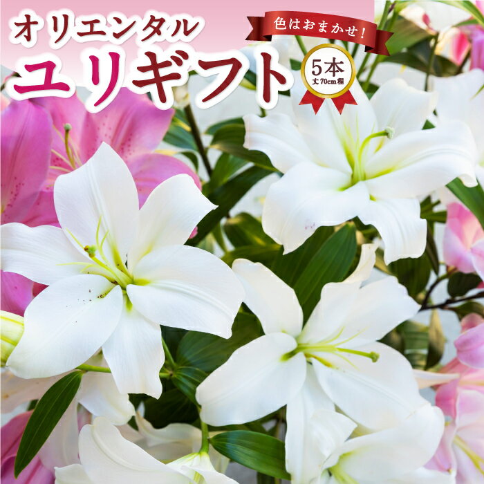【ふるさと納税】後藤花卉園 オリエンタルユリ 5本 2025年6月出荷予定 ゆり ユリ 百合 花 お花 ギフト 贈り物 プレゼント 鑑賞用 記念日 冷蔵 送料無料 福岡県 うきは市