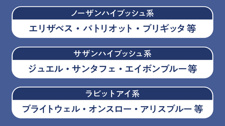 ブルーベリー狩り 体験チケット 《大人１名様プラン お土産付き》 [DZ006sa]