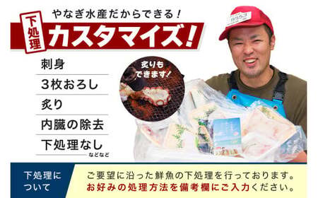 【定期便】どんちっち浜田【極上】の鮮魚 15回～最高級この男シリーズ～ 【2040】