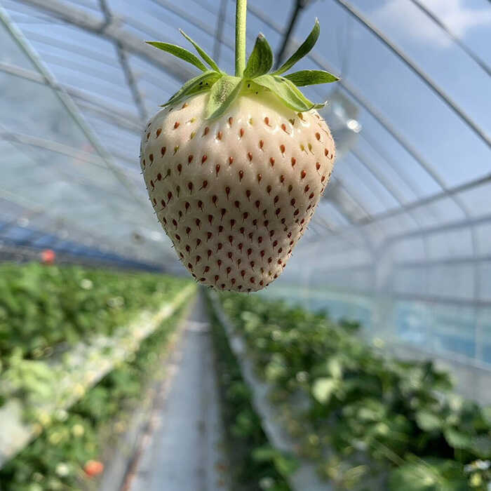 【ふるさと納税】白い宝石（平パック）約430g（約215g×2パック） / いちご イチゴ 苺 白いちご フルーツ 果物 / 佐賀県 / 手島農園 [41ABAB006]