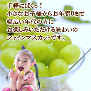 【2026年発送】シャインマスカット 訳あり家庭用 粒 にてお届け 約1kg