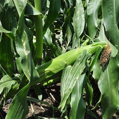 【先行予約　2025年5月末以降発送】安西農園の驚くほどに甘いトウモロコシ 20本【配送不可地域：離島・北海道・沖縄県・東北・中国・四国・九州】