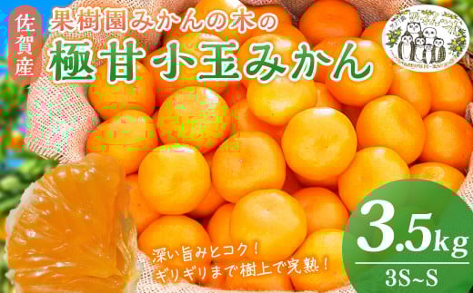 L48 果樹園みかんの木の極甘小玉みかん 3.5kg みかん ミカン 蜜柑 温州みかん 完熟みかん 甘熟 柑橘 有機栽培 国産 佐賀県産 太良町 こだわり 贈答品 産地直送 詰め合わせ 小玉 