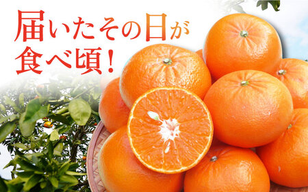 【ご家庭用】 麗紅（れいこう） 3kg 長与町/果豊園[ECL001] / れいこう みかん 柑橘 麗紅 れいこう みかん 柑橘 麗紅 れいこう みかん 柑橘 麗紅 れいこう みかん 柑橘 麗紅 れい