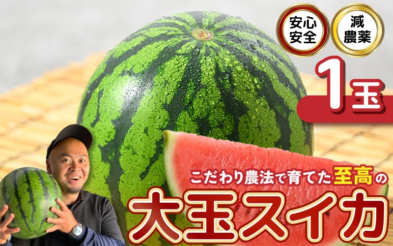 
            【先行予約】 安心安全！減農薬！こだわり農法で育てた至高の大玉スイカ 1玉 【2026年6月中旬以降順次発送予定】 【スイカ 西瓜 すいか デザート 果物 くだもの 夏 甘い ジューシー 旬の果物 産地直送 国産】 [A-21203]
          