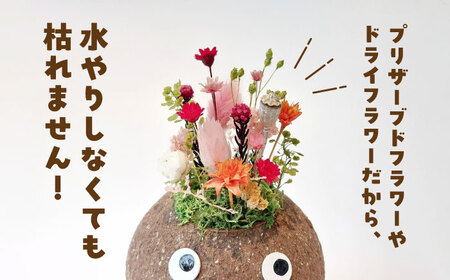 プリザーブドフラワー つちだくん 造花[AEAX004]