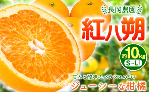 紅八朔 約10kg 長岡農園《2027年3月下旬-5月中旬頃出荷》 和歌山県 日高川町 紅八朔 八朔 はっさく べにはっさく 柑橘