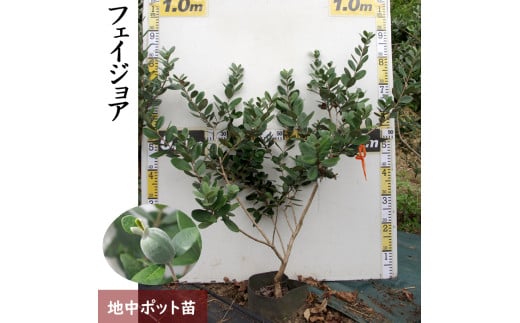 ＜すだ農園＞大苗◆ フェイジョア(品種おまかせ)[地中ポット苗 2023年]《果樹 果樹苗 常緑樹 苗木 クーリッジ アポロ 芳香》 ※北海道・沖縄・離島への発送不可 ※2025年10月中旬～12月頃、2026年4月上旬～2026年6月頃に順次発送予定