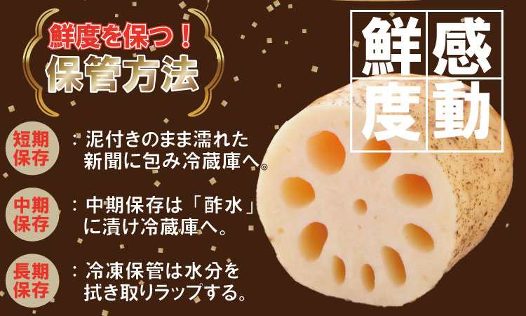佐賀県産泥付きレンコン（2kg） 有明・潮風ファーム  送料無料 農家直送 九州 佐賀 続々高評価 蓮根 野菜 根菜  サラダ マリネ 佐賀県 小城市
