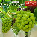 【ふるさと納税】熊本県産シャインマスカット約1.7kg以上（2～4房） フルーツ 果物 果実 マスカット くまもとグリーン農業 九州 熊本県 送料無料 【2025年8月上旬発送開始】