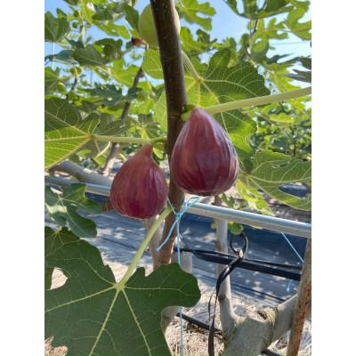 ふるさと納税 城陽市 【2026年8月から10月発送先行予約】京都城陽 森秀吉農園の朝採り完熟いちじく |  | 02