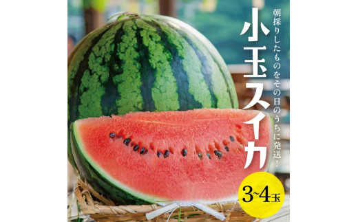 山形県産 小玉スイカ 姫甘泉 「ルパン」　7kg以上(3～4玉入) 朝採り 農家直送 SA2885