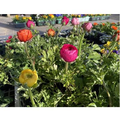 ふるさと納税 安中市 季節の花苗おまかせセット 15ポット以上 |  | 02
