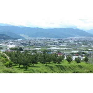 【発送月固定定期便】2026年発送予定 長野の果物 さくらんぼ+シナノゴールド全2回【配送不可地域：離島】【4081265】