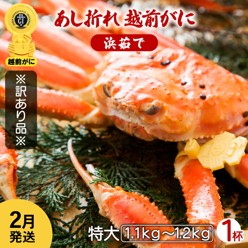 【ふるさと納税】【訳あり】足折れ 越前がに 特大サイズ × 1杯（1.1〜1.2kg）地元で喜ばれるゆで加減・塩加減で越前の港から直送！【雄 ズワイガニ ずわいがに 姿 ボイル 冷蔵 福井県】【2月発送分】希望日指定可 備考欄に希望日をご記入ください [e23-x014_02]
