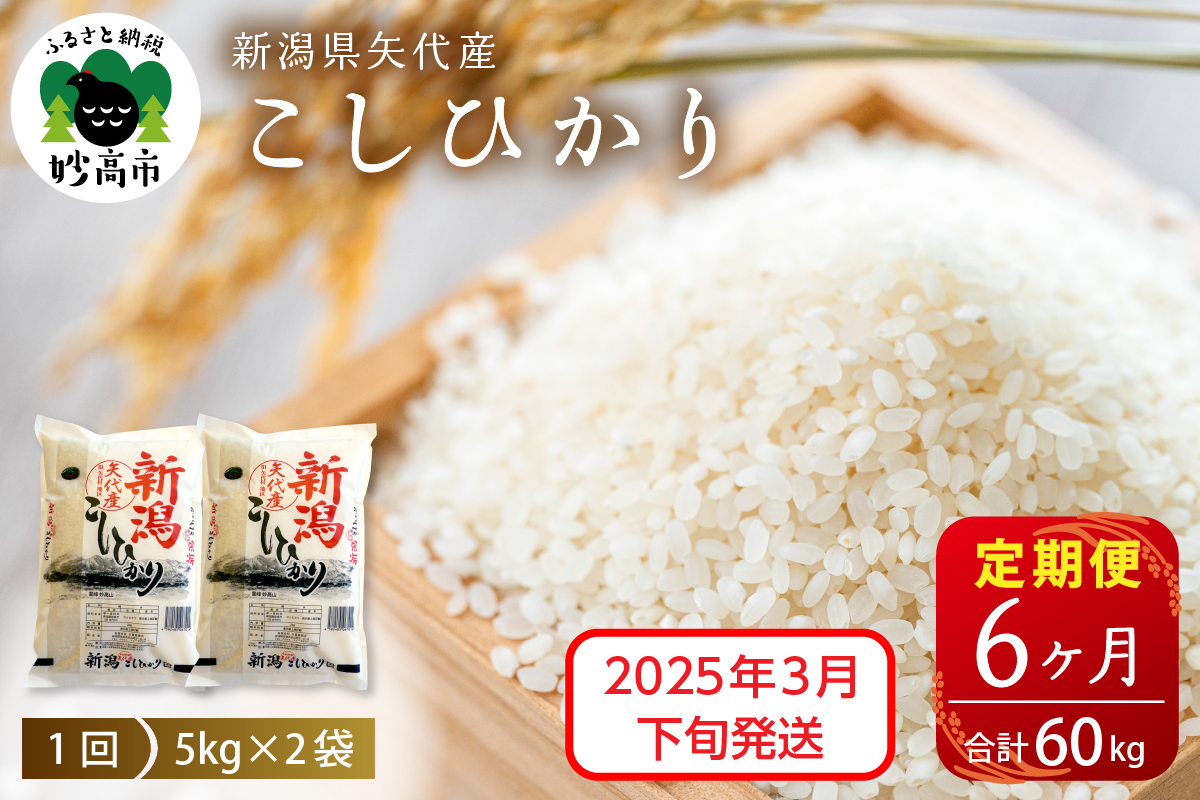 【2025年3月下旬発送】【定期便】令和6年産 新潟県矢代産コシヒカリ10kg(5kg×2袋)×6回（計60kg）