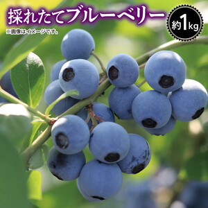 ブルーベリー  1kg 大粒 ブルーベリー ブルーベリー ブルーベリー ブルーベリー