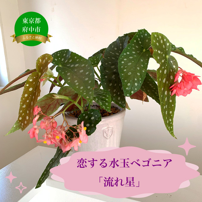 
                  花郷園オリジナル　恋する水玉ベゴニア「流れ星」
                