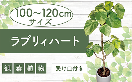 2025年5月中旬～発送【観葉植物】ラブリィハート100cm～120cm【農林水産省 品種登録】(T&P/077-1497) 観葉 植物 インテリア 鉢植え 鉢植 グリーン 自然 ナチュラル 美しい 清涼感 園芸 室内 オフィス リラックス おしゃれ 鹿児島 指宿 いぶすき インテリアグリーン ラブリィハート 風水【配送不可地域：北海道・沖縄県・離島】