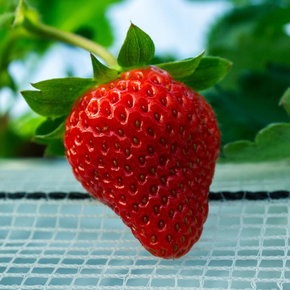 
            【絢】 いちご 約1kg （約250g×4） 紅ほっぺ 苺 【絢音ベリー農園】 厳選 希少 【2026年3月上旬～4月下旬迄発送予定】 イチゴ 果物 果実 フルーツ 熊本県産 国産 九州 熊本県 熊本市 冷蔵
          