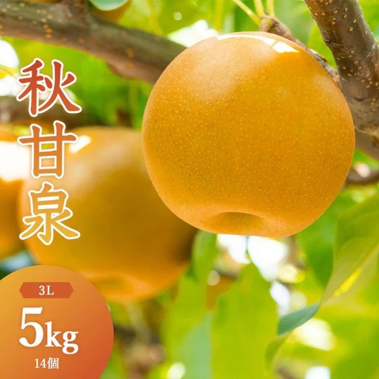 
            秋甘泉(秀) 5kg（3Lサイズ）
          
