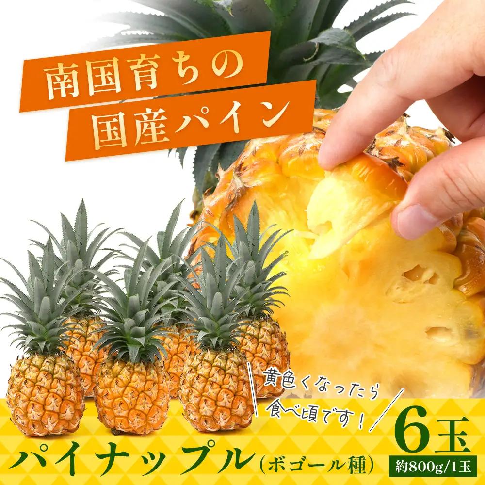 【2027年先行予約・数量限定】パイナップル/ボゴール種 (約800g×6玉) DS-1｜パイン パイナップル パインアップル フルーツ ボゴールパイン スナックパイン 産地直送 送料無料 鹿児島県 