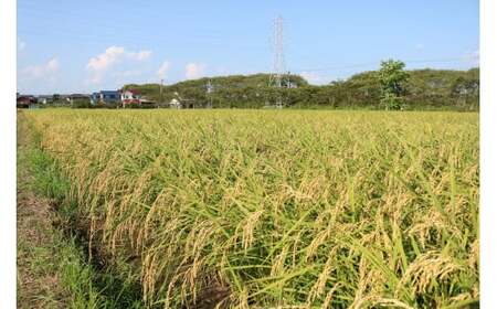 【先行予約！】3回 定期便 令和7年度産 ハツシモ 5kg 新米 水の都大垣の新米 5キロ×3回