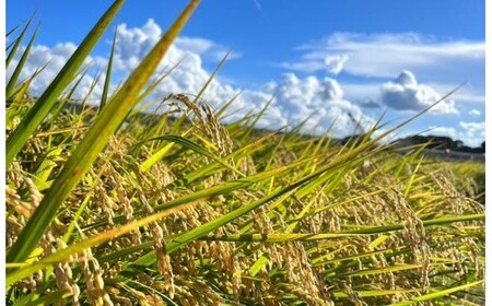 【令和7年産】【300年のお米】特別栽培米（栽培期間中農薬不使用）茨城県産コシヒカリ 玄米 10kg お中元 お歳暮 内祝い 快気祝い