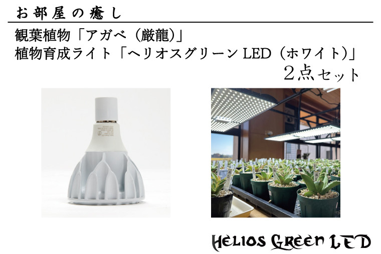 
BN007-2　お部屋の癒し　観葉植物「アガベ（厳龍）」と植物育成ライト「ヘリオスグリーンLED（ホワイト）」の2点セット
