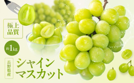 【2026先行予約】大人気! 長野県産 シャインマスカット 秀品 約1kg〈2026年9月下旬～11月上旬発送〉| 果物 くだもの フルーツ ぶどう ブドウ 葡萄 長野県 信州 南信州 飯田市