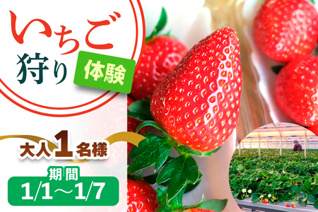 [1月1日から1月7日] いちご狩り体験 大人1名様 奈良のブランド (あすかルビー)｜イチゴ農園 果物 フルーツ 親子 体験チケット いちご狩り農園 奈良県 [3049]