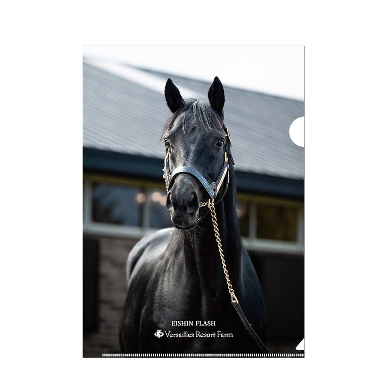 
                  【エイシンフラッシュ】クリアファイル5枚入り  【ふるさと納税 人気 おすすめ ランキング 馬 競馬 競走馬 引退馬 エイシンフラッシュ 日高 北海道 平取町 送料無料】 BRTV033 
                