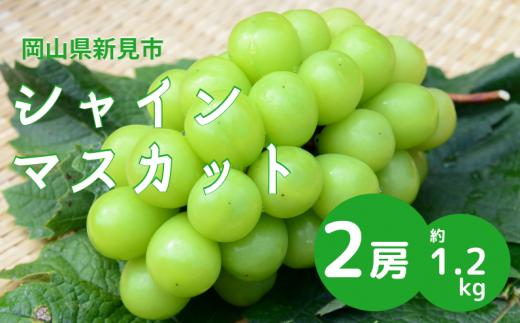 シャインマスカット 岡山 約1.2kg 2房 新見【先行予約 2026年10月頃から順次発送】