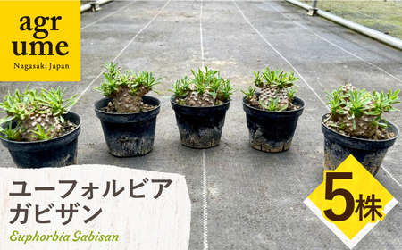 ユーフォルビア 峨眉山（ガビザン）Euphorbia Gabisan 5株 長与町/アグリューム[EAI175]