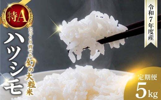 新米≪令和7年度産≫ お米 ハツシモ 5kg 3回 定期便 計15kg 〜水の都大垣の豊富な湧き水で育ったお米 〜 新米 ごはん 白米 精米 人気 美味しい 美濃 西濃 初霜 コシヒカリ の先輩 東の ササニシキ 西の ハツシモ DIB 岐阜県 大垣市