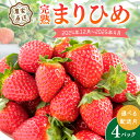 【ふるさと納税】農家直送！大粒完熟まりひめ　いちご　4パック《先行予約》【配送不可地域：北海道・沖縄・離島】 ふるさと納税 いちご ふるさと納税 苺 ふるさと納税 イチゴ ふるさと納税 フルーツ くだもの 果物 旬 パック 送料無料 数量限定