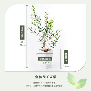 【観葉植物】オリーブの木60cm~80cm(Green Base/014-1385) 南国鹿児島県で育った 観葉植物!植物 鉢付 インテリア 室内 オフィス おしゃれ プレゼント ギフト 開店祝い 移