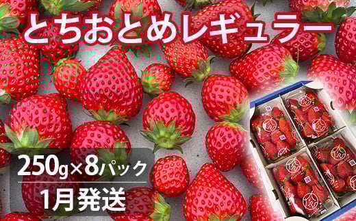 【1月発送】いちご とちおとめレギュラー 250g×8パック 苺 イチゴ とちおとめ 選べる 発送月 発送回数 個数 いちご「とちおとめ」風早いちご園 有名ホテル使用 厳選 フルーツ 果物 季節限定 甘い 濃厚 ジューシー 新鮮 2箱 送料無料 ギフト 贈答 茨城県 鉾田市 野菜王国 予約受付