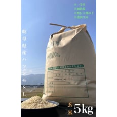 【毎月定期便】養老町産　岐阜ハツシモ　5kg　玄米　全3回