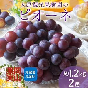 【2025年先行予約】［大原観光果樹園］ピオーネ 2房（約1.2kg）［026-a012］