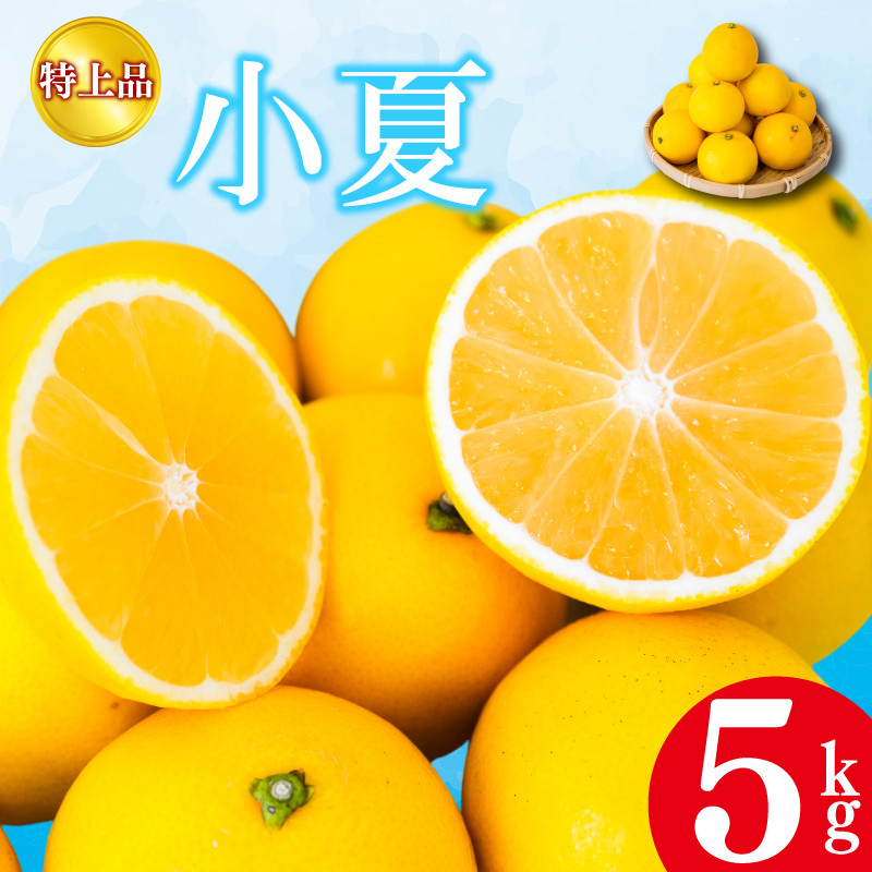 
            【2026年4月より発送】 小夏 特上品 5kg 贈答用 高知県産 早期予約 柑橘 フルーツ 果物 みかん ミカン 蜜柑 こなつ ニューサマーオレンジ  日向夏 期間限定 季節限定 産地直送 高知県 須崎 KJS006-all
          