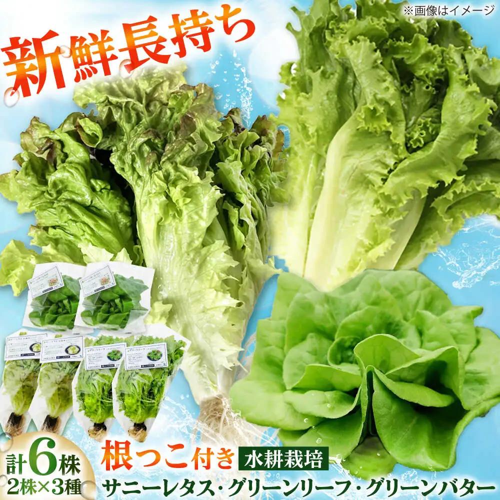 水耕栽培野菜 2株×3種（サニーレタス/グリーンリーフ/グリーンバター）[BGBT004]野菜